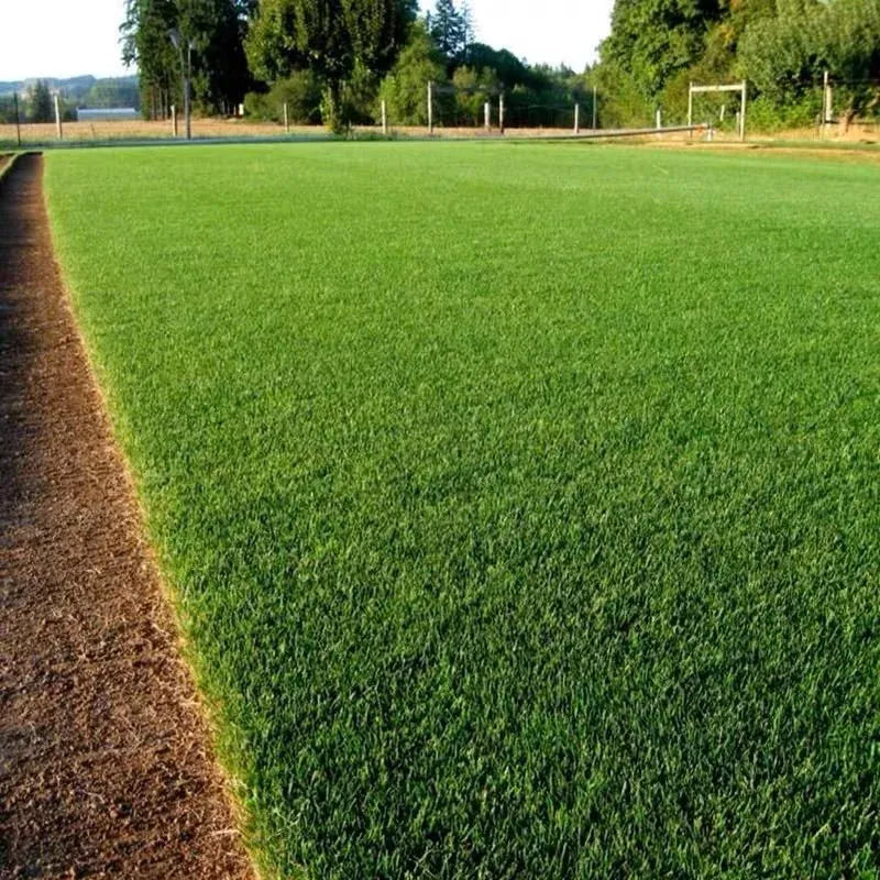 🌱 Four Seasons örökzöld törpefű magok | Hozd létre a tökéletes gyepedet itt kezdve!