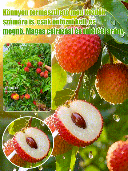 Csomagolja a Lychee King túlélési magjait
