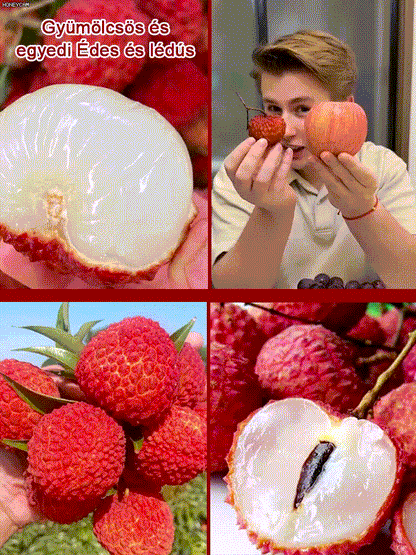 Csomagolja a Lychee King túlélési magjait
