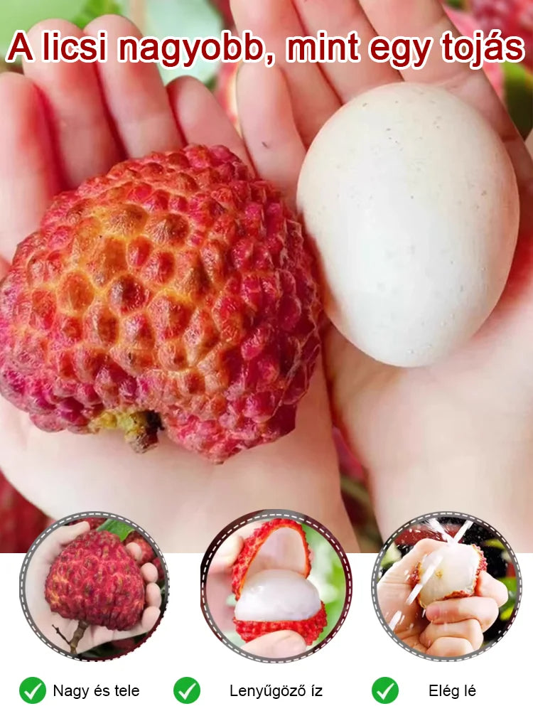 Csomagolja a Lychee King túlélési magjait