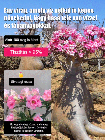 Öntözéssel akár 100 évig élhet a sivatagi rózsa hagymás virág.